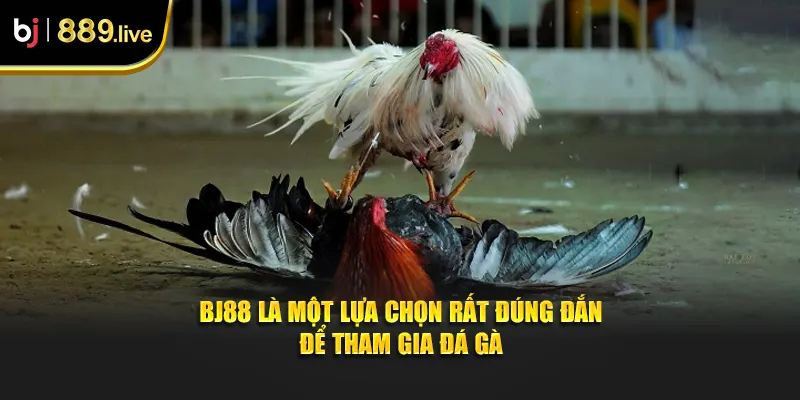 BJ88 là một lựa chọn rất đúng đắn để tham gia đá gà