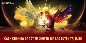 Cách chọn gà đá tốt thumb