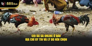 Coi đá gà online ở đâu thumb