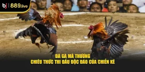 Đá gà mã thương thumb