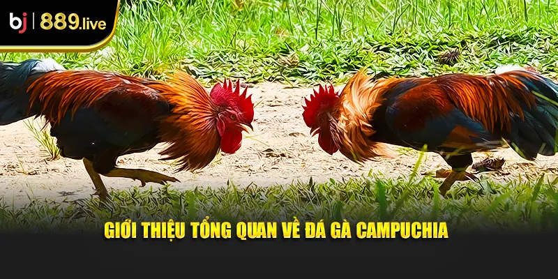 Giới thiệu tổng quan về đá gà Campuchia